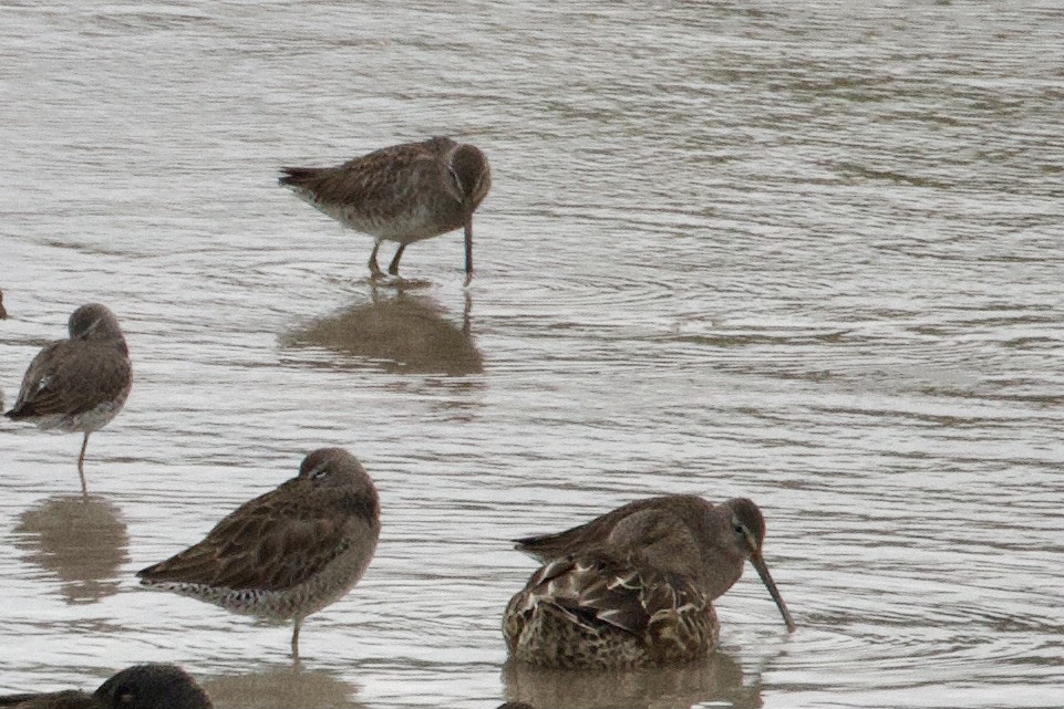 Long-billed Dowitcher - ML612192624