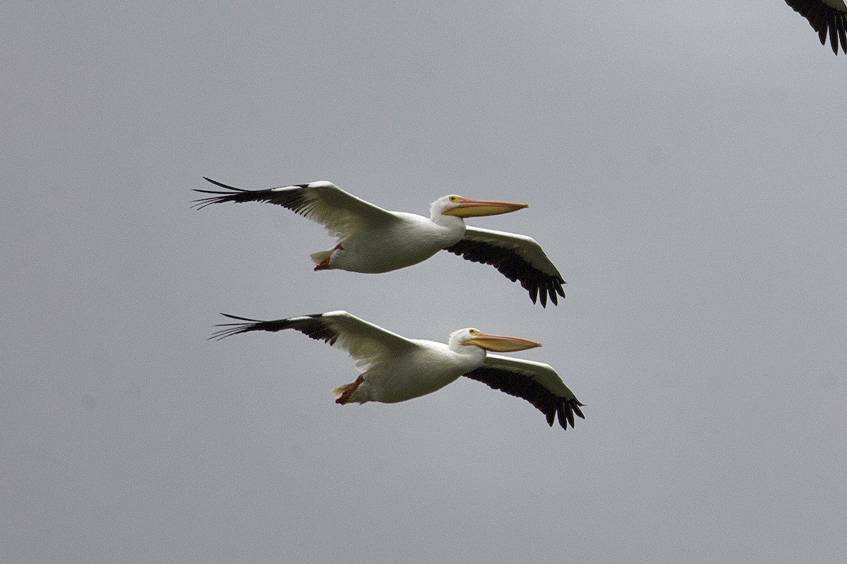 American White Pelican - ML612192655