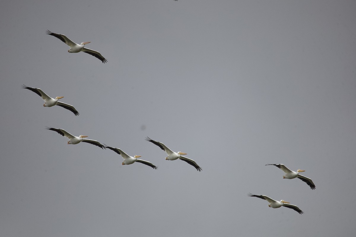 American White Pelican - ML612192657