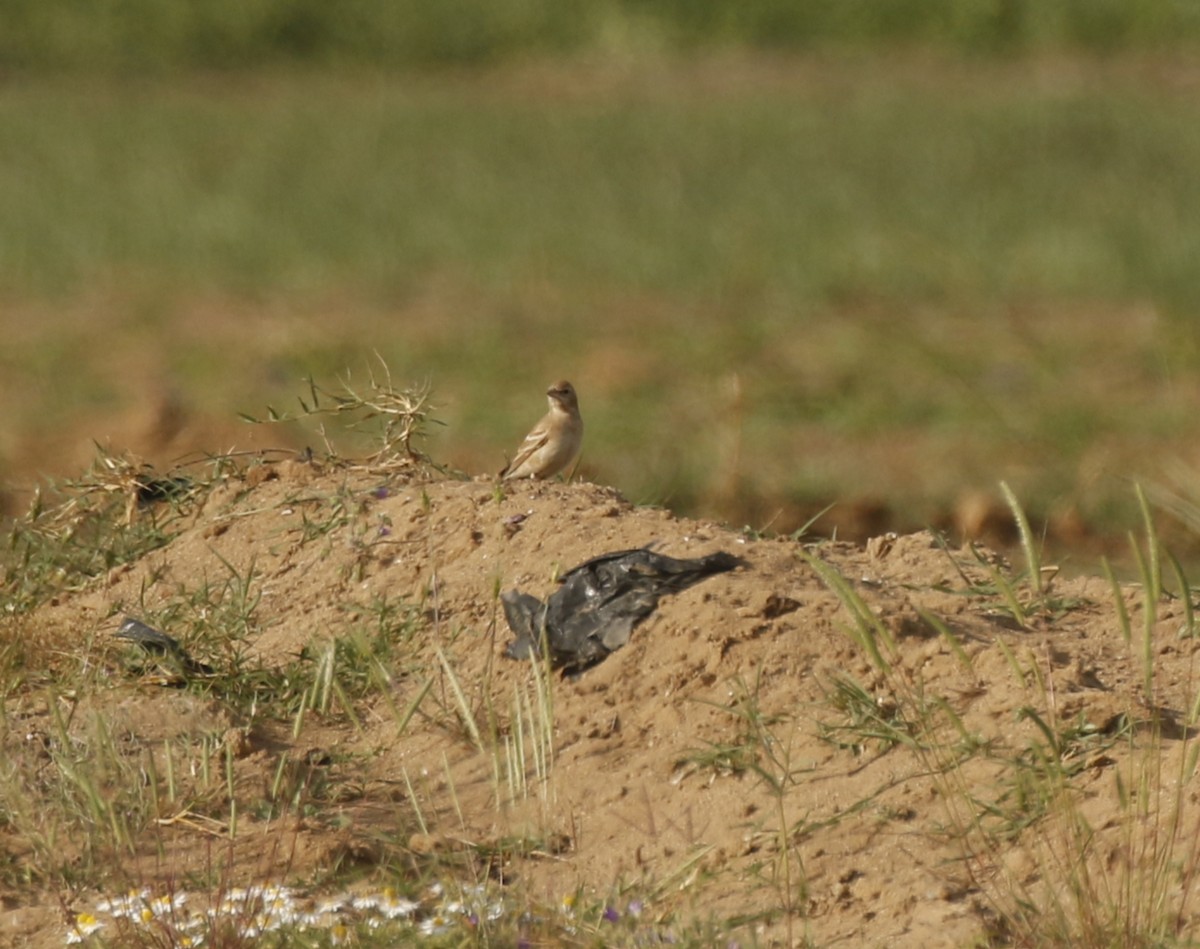 Pale Rockfinch - ML612192777