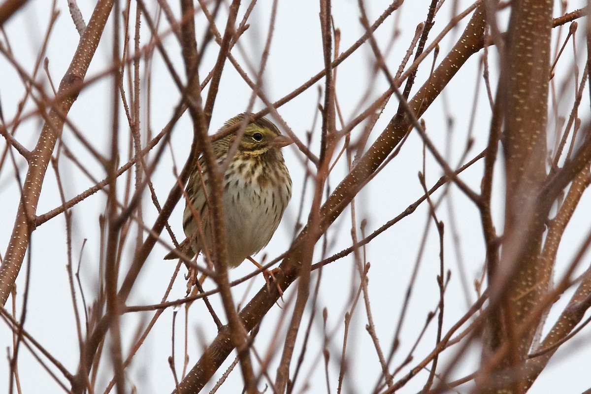 Savannah Sparrow - George Forsyth