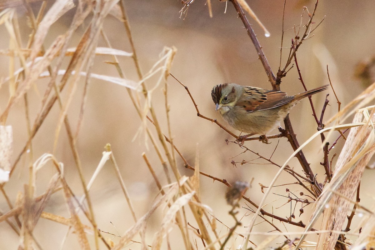 Swamp Sparrow - ML612192842