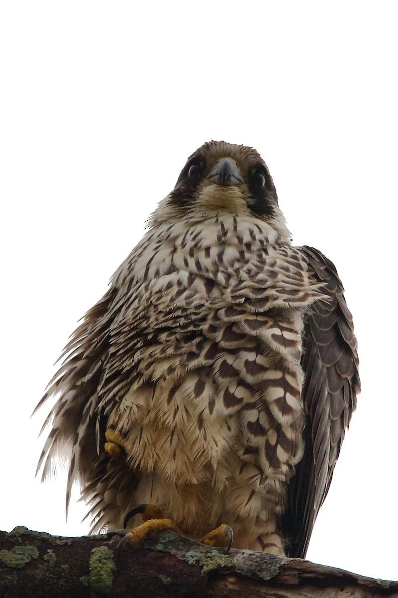 Peregrine Falcon (Tundra) - ML612192852