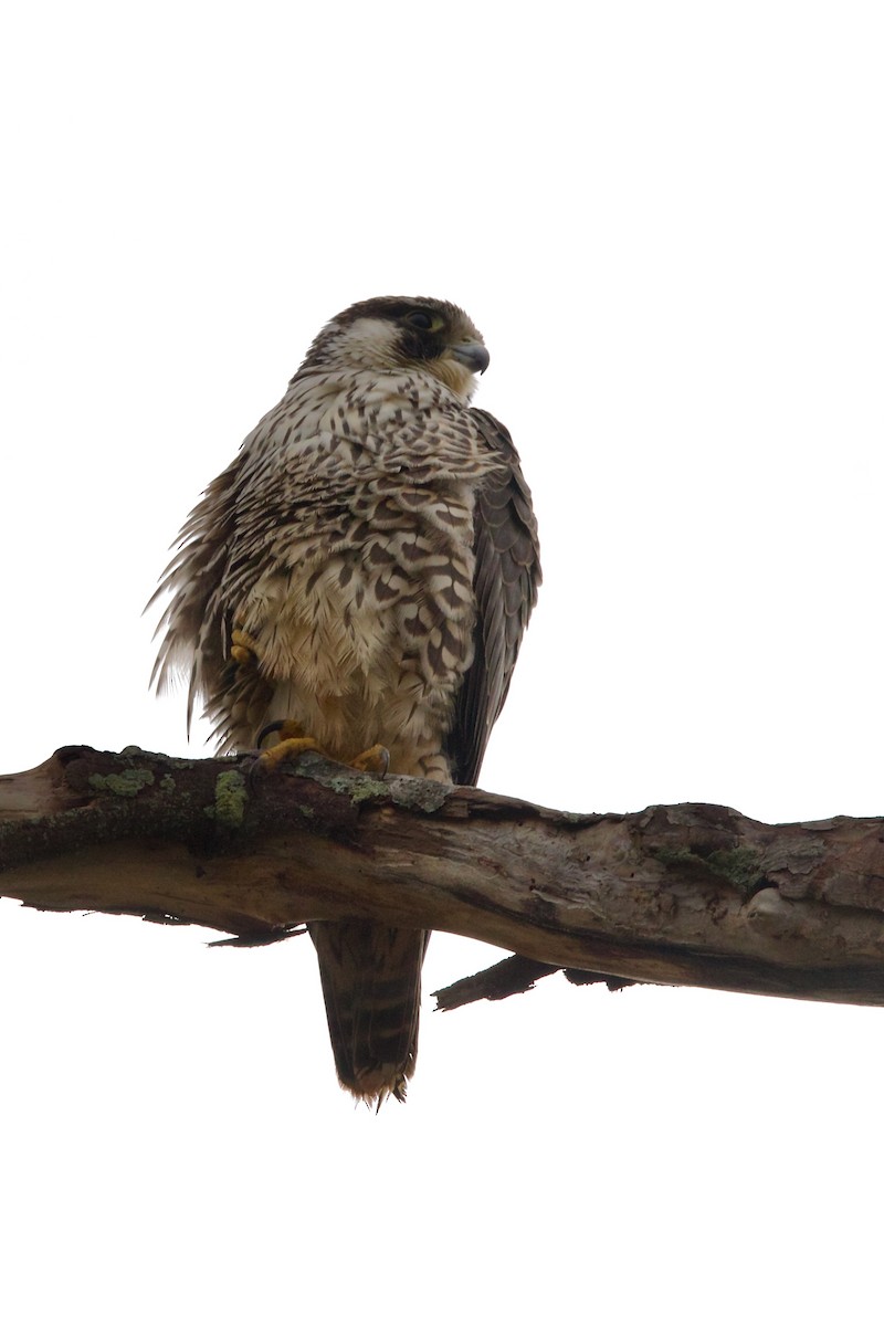 Halcón Peregrino (calidus/tundrius) - ML612192853