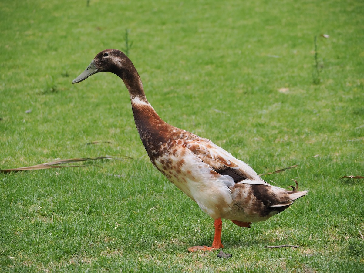 Mallard (Domestic type) - ML612192901