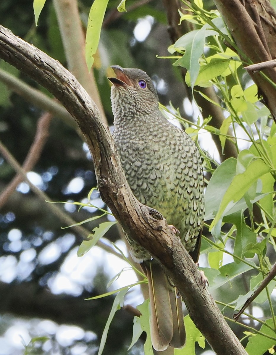 Satin Bowerbird - ML612192968