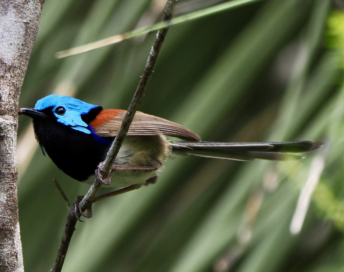 Variegated Fairywren - ML612193060