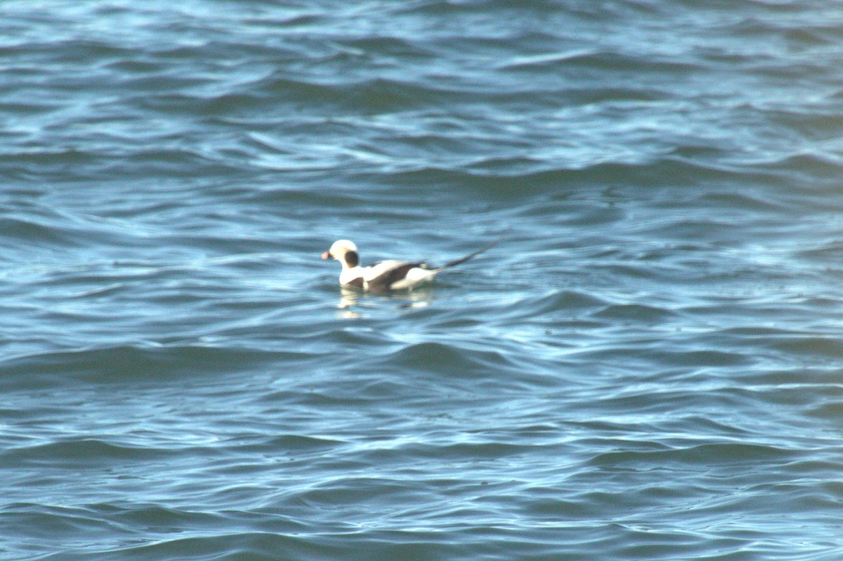 Long-tailed Duck - ML612193078