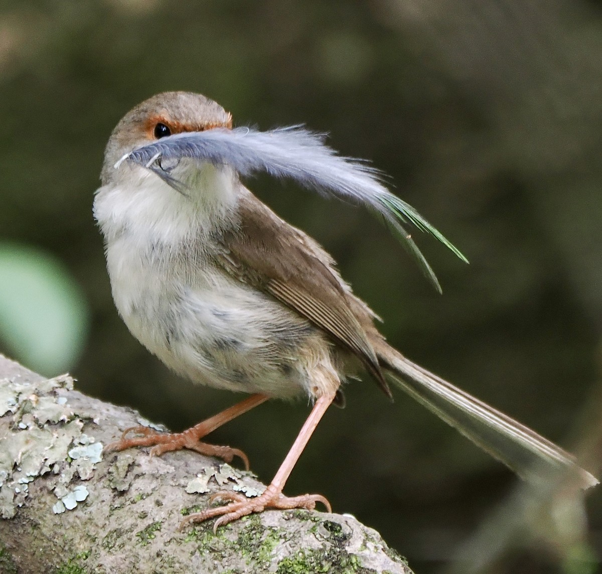 Variegated Fairywren - ML612193080