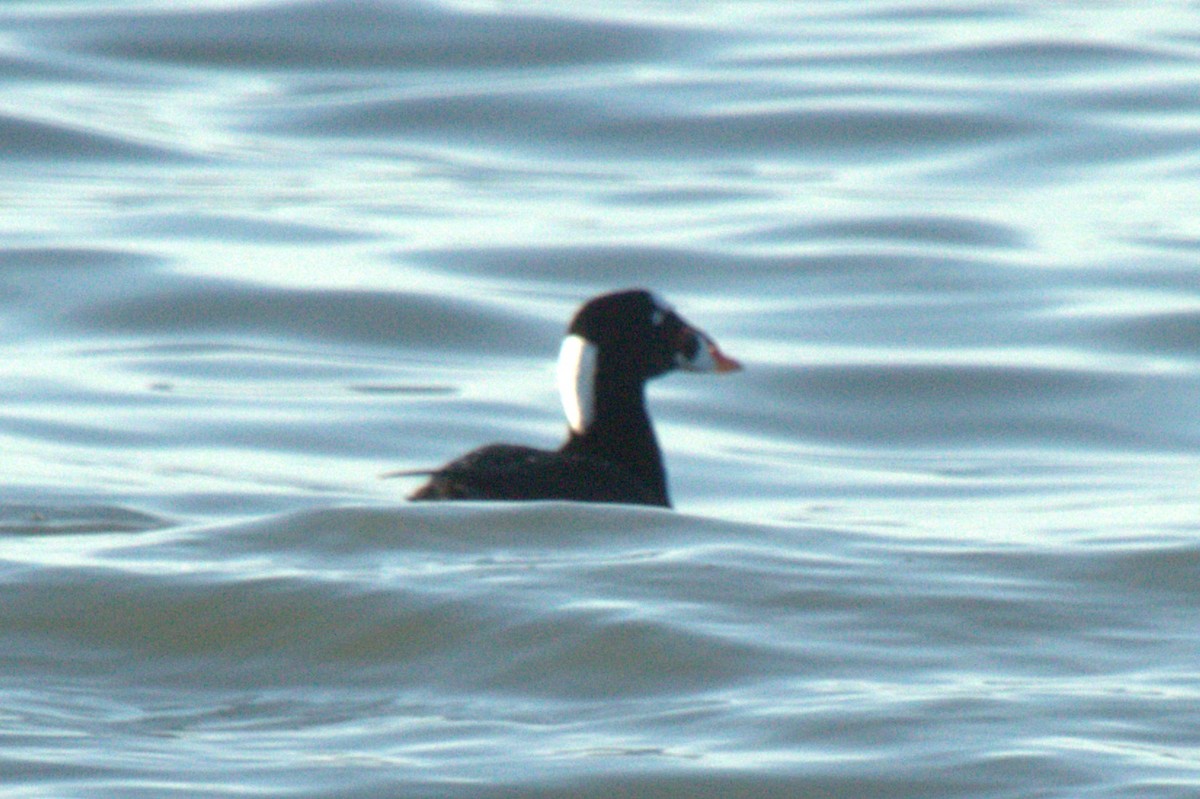 Surf Scoter - ML612193155