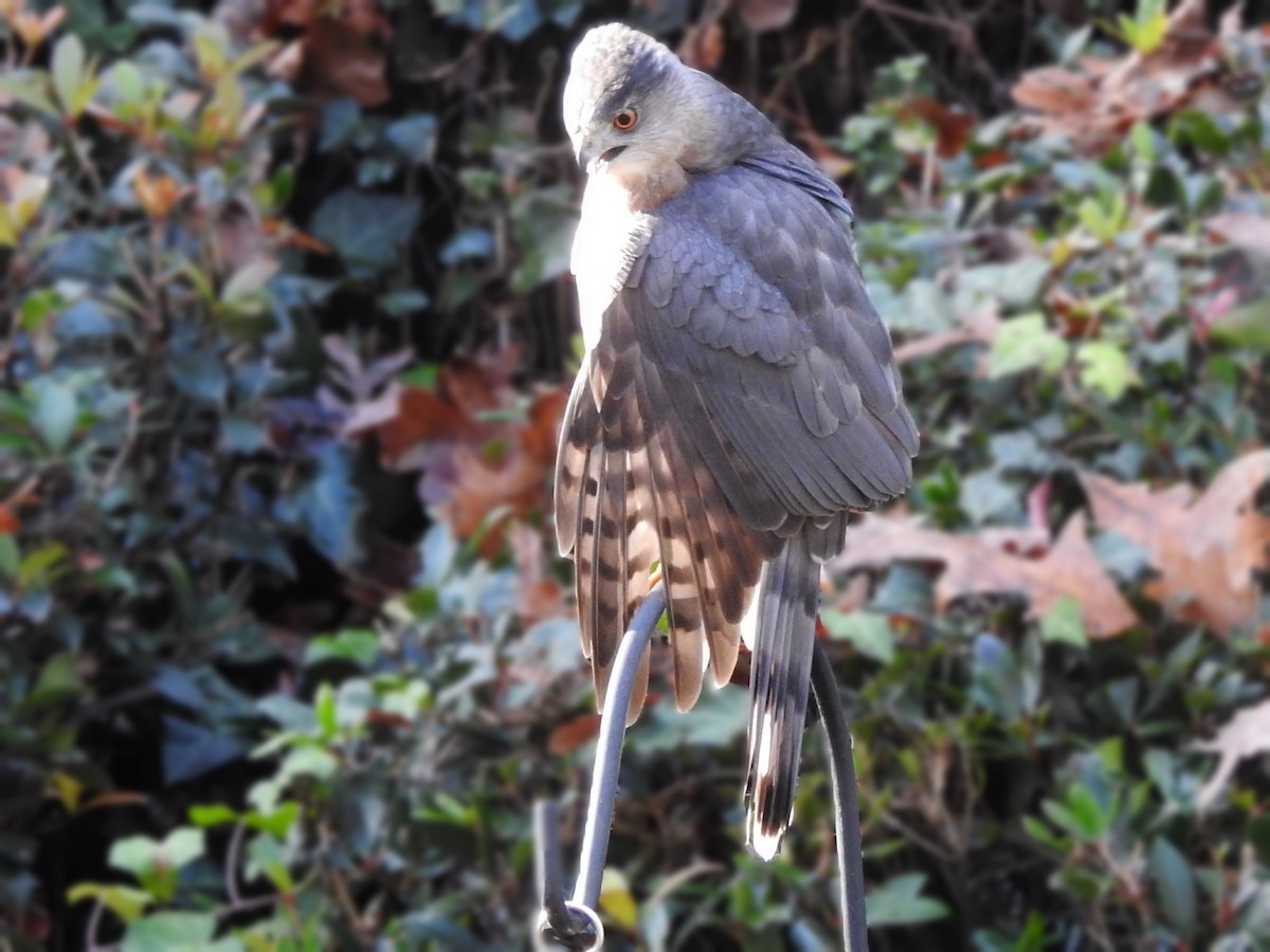 Cooper's Hawk - Nita Killebrew