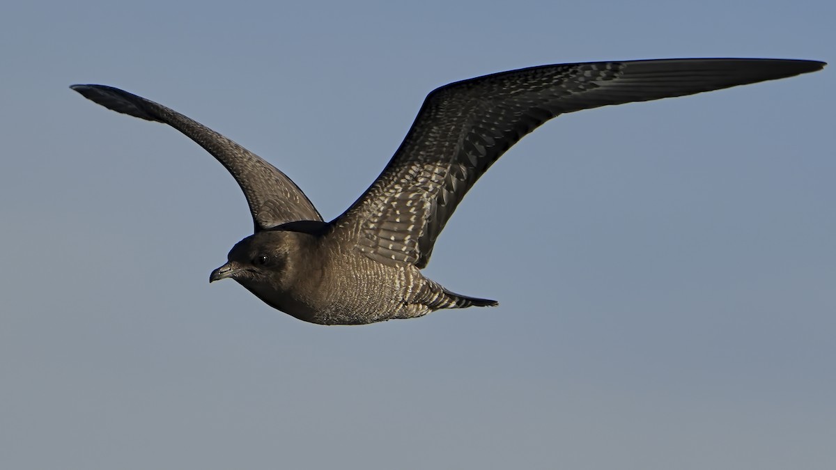 Long-tailed Jaeger - ML612193210