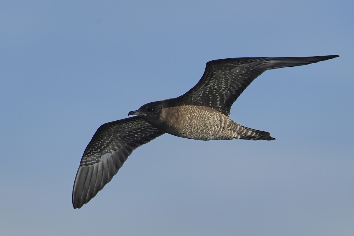 Long-tailed Jaeger - ML612193214