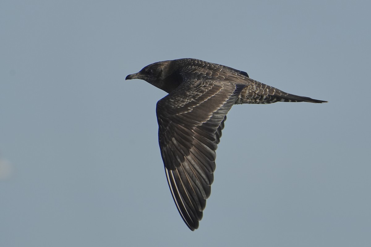 Long-tailed Jaeger - Ana Rivas