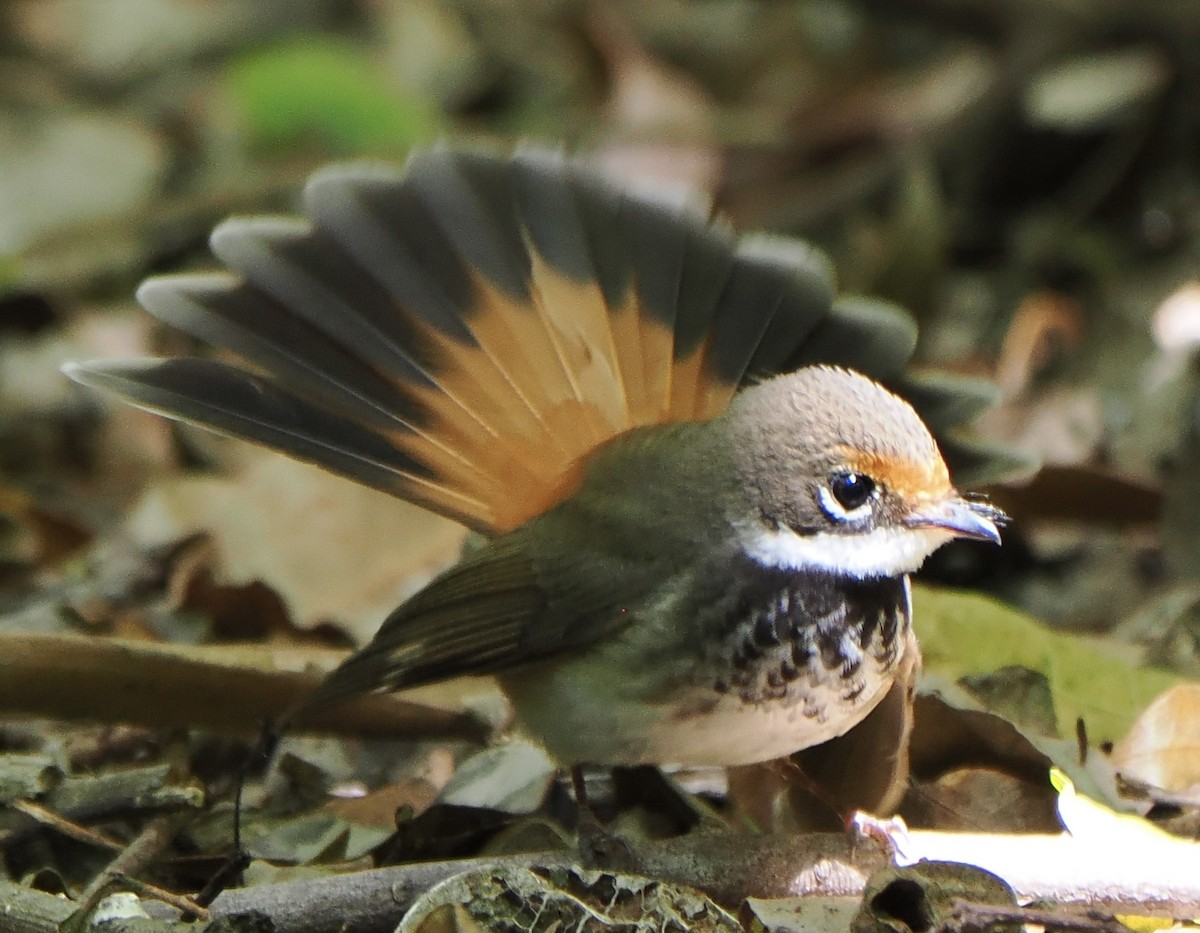 Australian Rufous Fantail - ML612193256