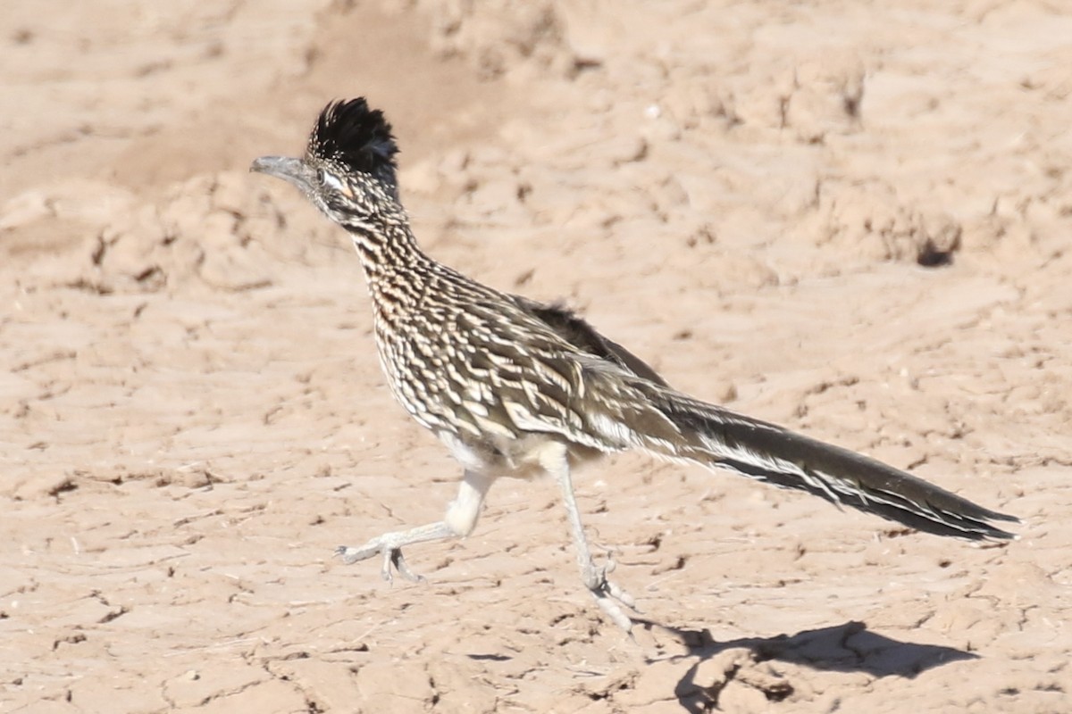 Greater Roadrunner - ML612193265