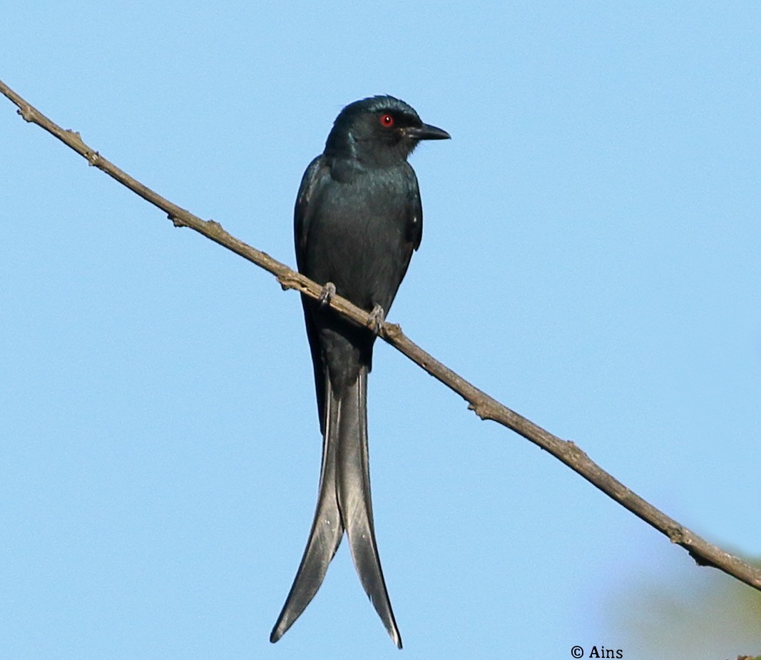 Ashy Drongo - ML612193284