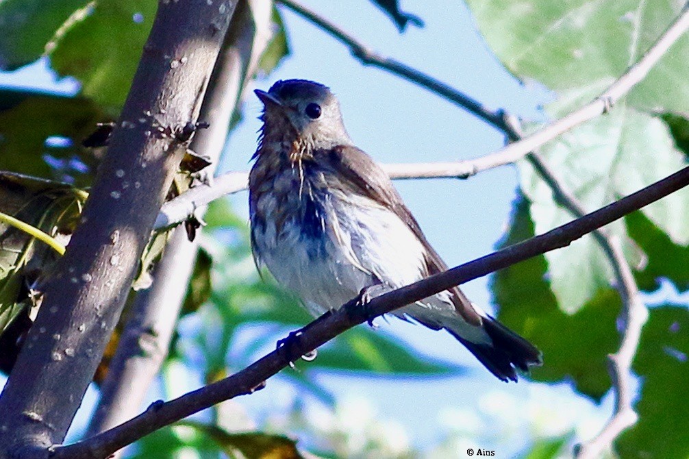 Red-breasted Flycatcher - ML612193297