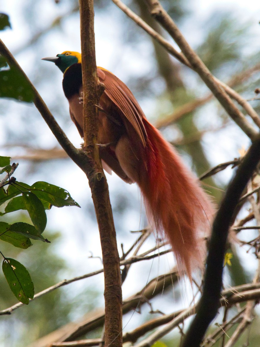 Raggiana Bird-of-Paradise - ML612193420