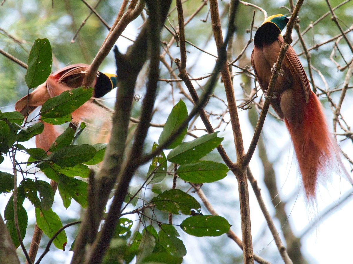 Raggiana Bird-of-Paradise - ML612193421