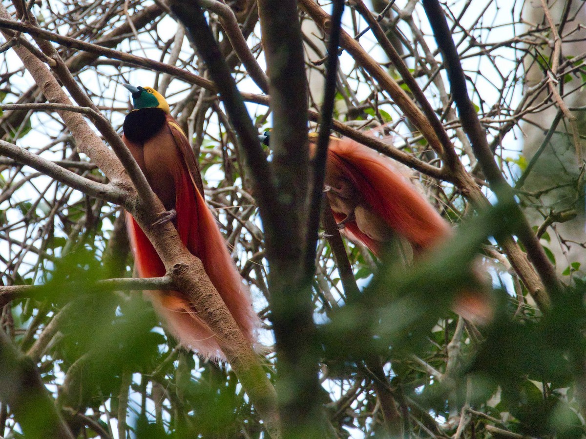 Raggiana Bird-of-Paradise - Eric Carpenter