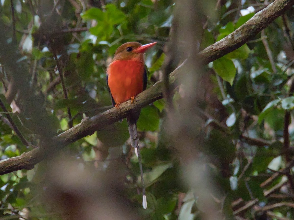 Brown-headed Paradise-Kingfisher - ML612193426