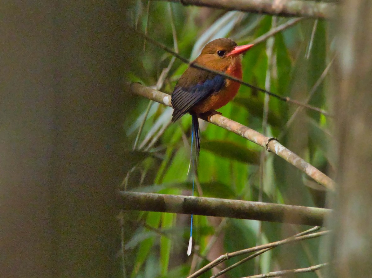 Brown-headed Paradise-Kingfisher - ML612193427