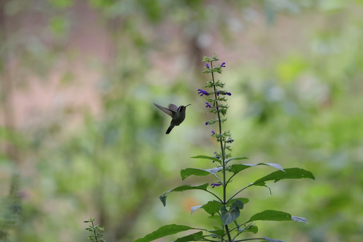 White-eared Hummingbird - ML612193430