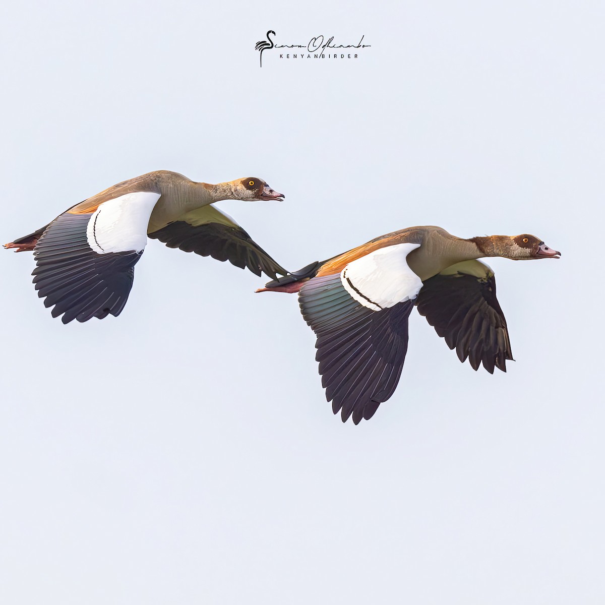 Egyptian Goose - ML612193595