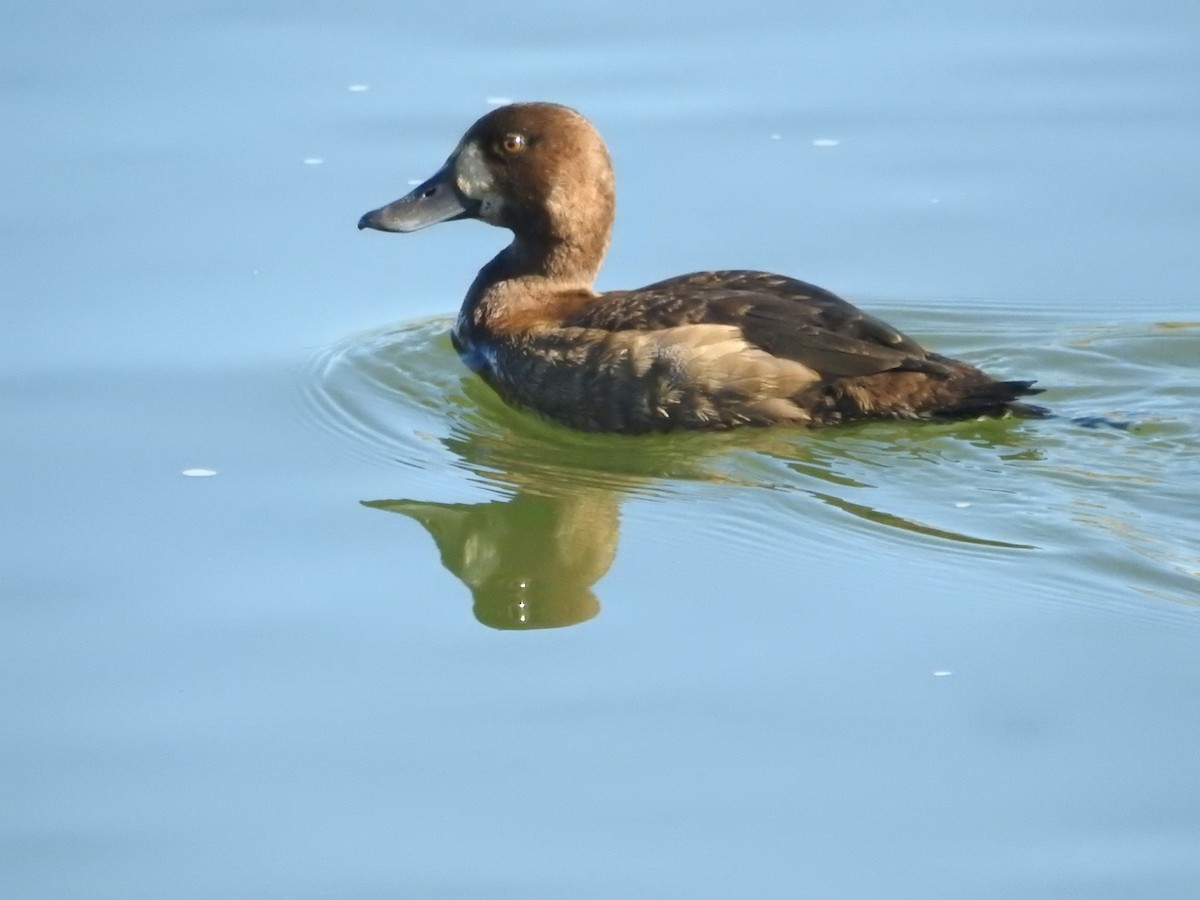 Greater Scaup - ML612193719