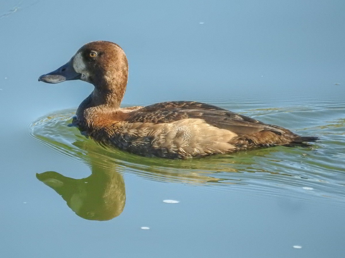 Greater Scaup - ML612193726