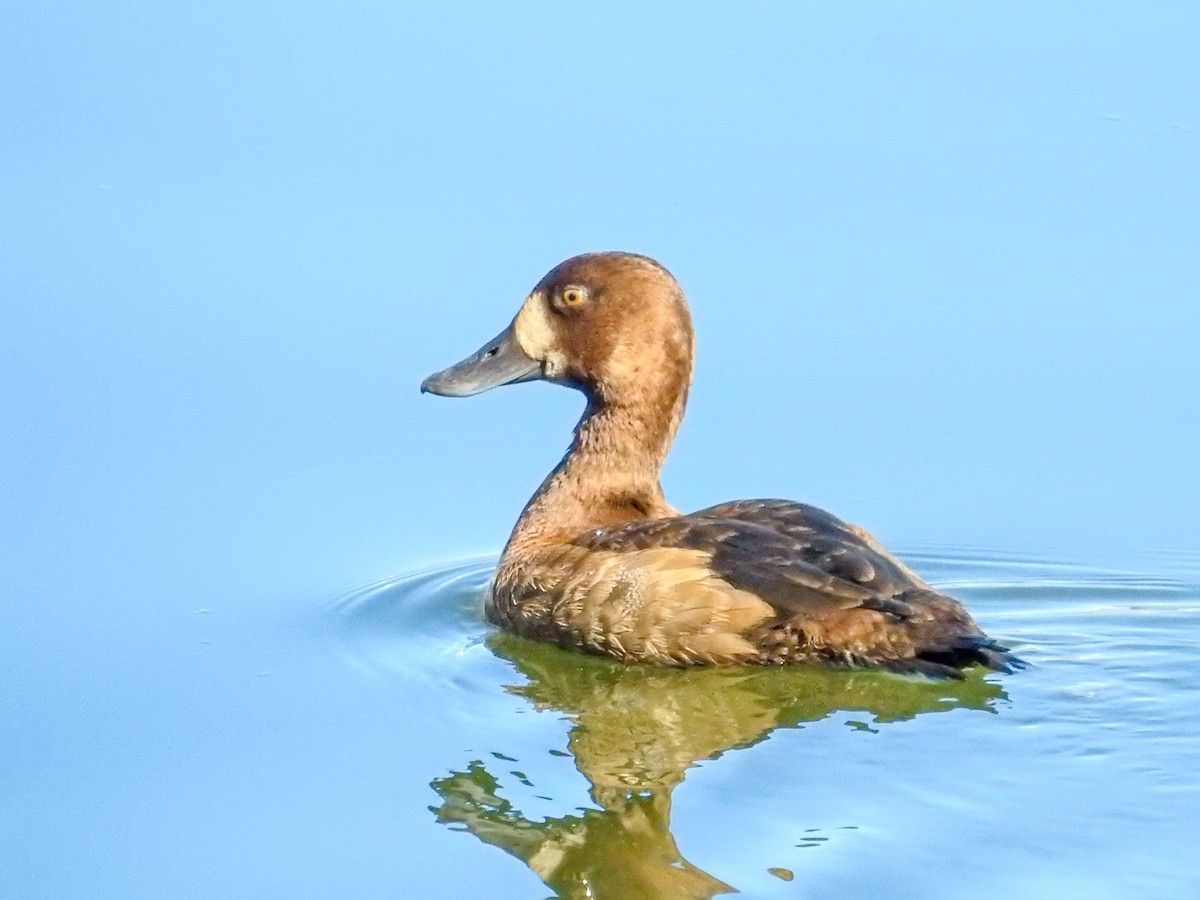 Greater Scaup - ML612193739