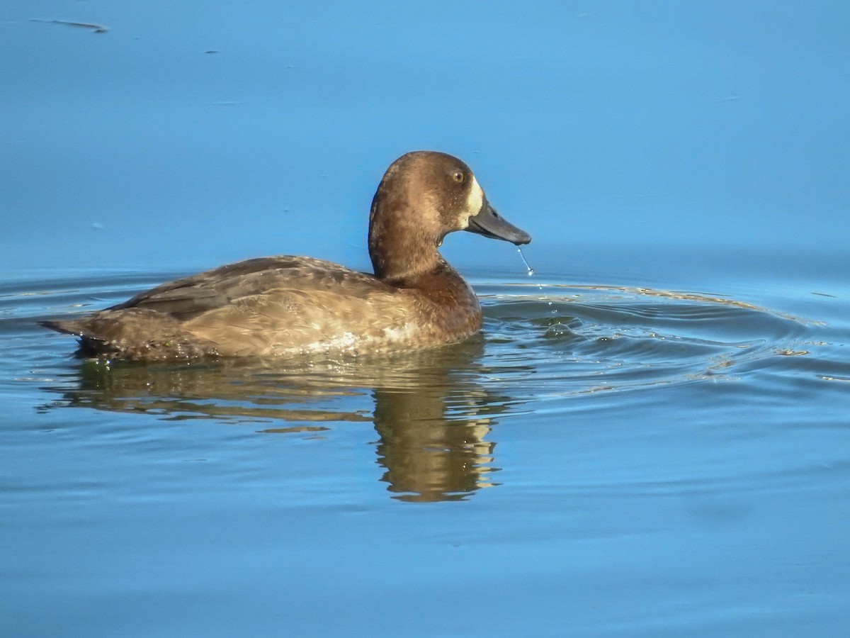 Greater Scaup - ML612193767