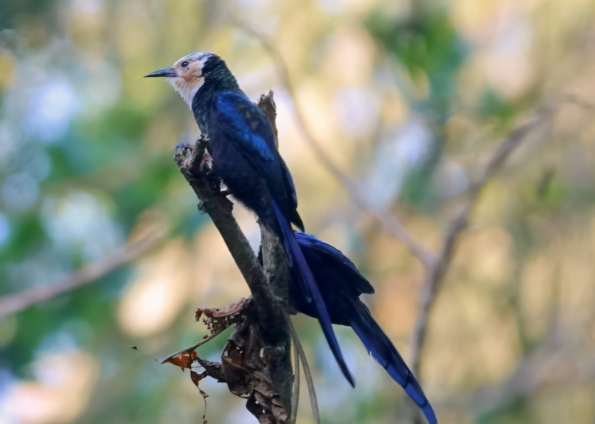 White-headed Woodhoopoe - jerry pruett