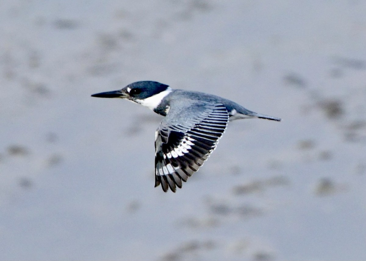Belted Kingfisher - ML612193804