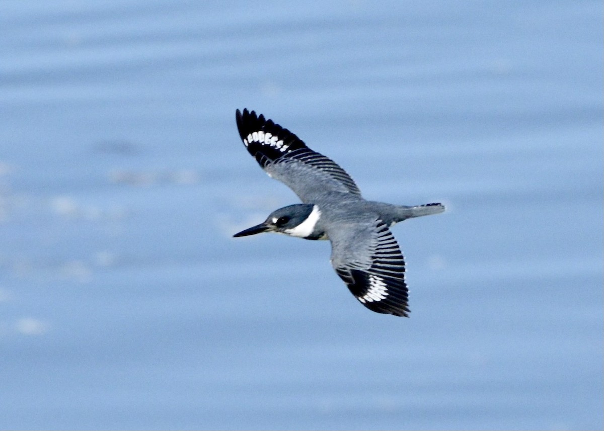 Belted Kingfisher - ML612193805