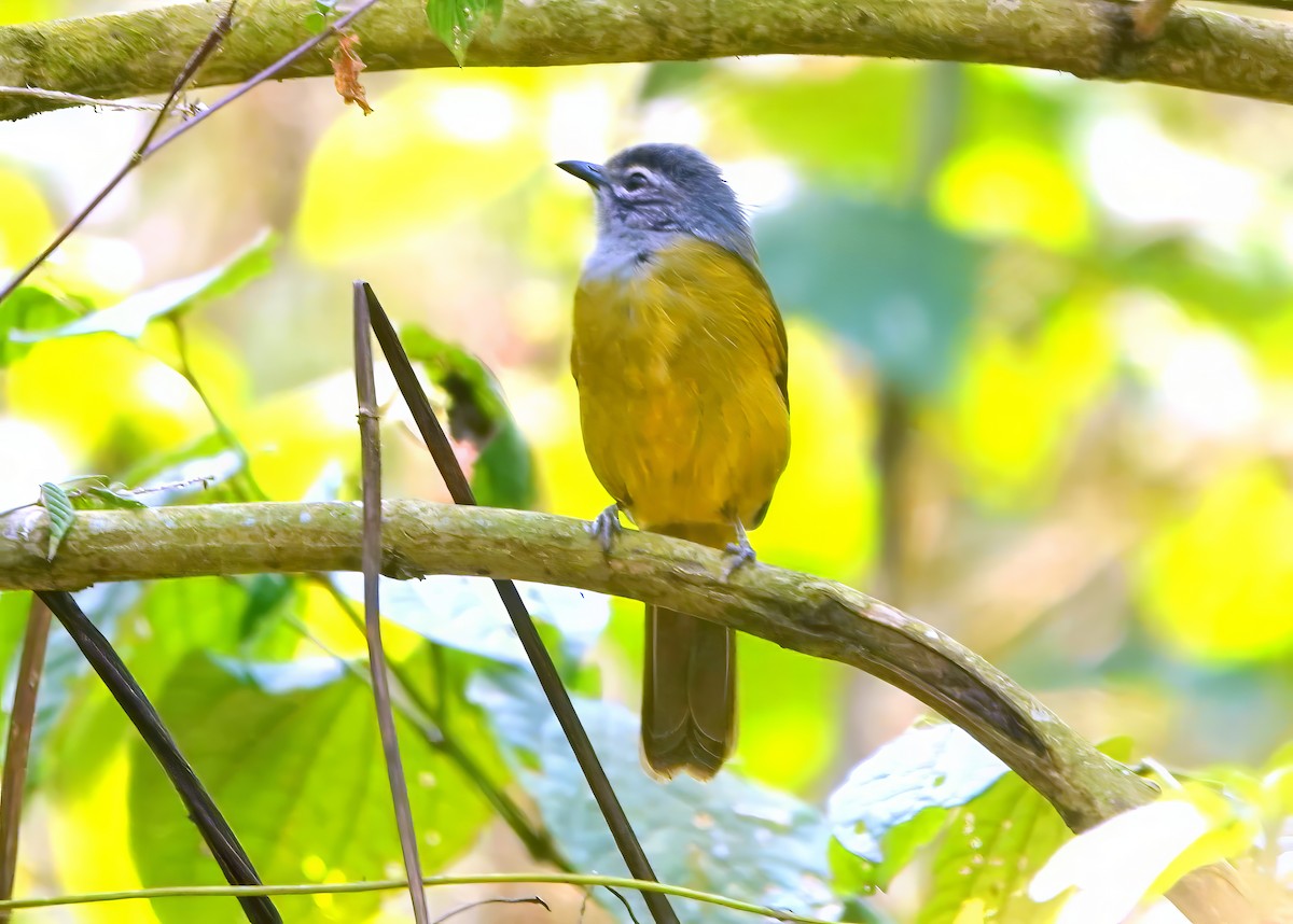 Eastern Mountain Greenbul (Olive-breasted) - ML612193867