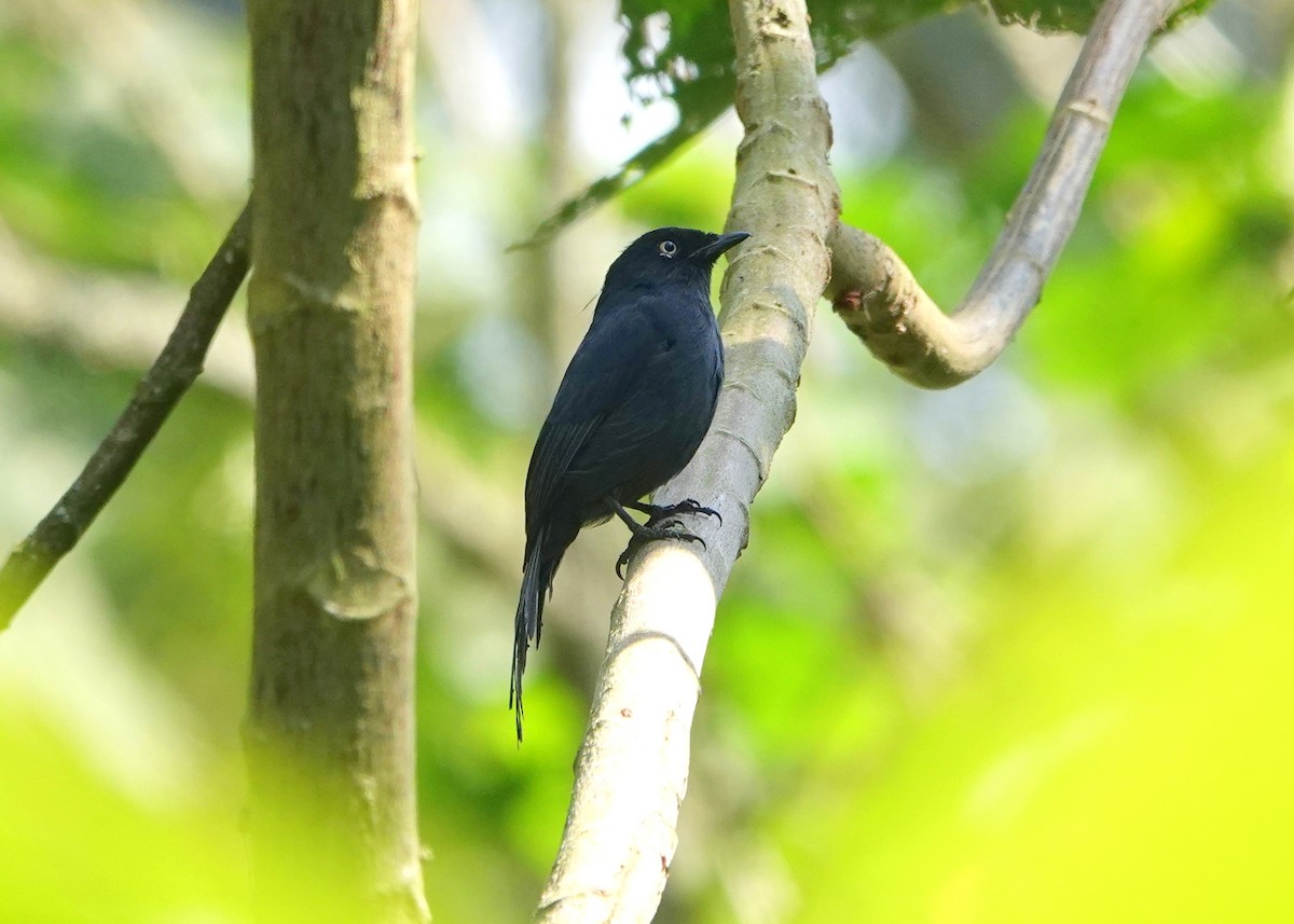 Yellow-eyed Black-Flycatcher - ML612193870