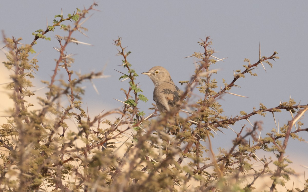 Asian Desert Warbler - ML612193950