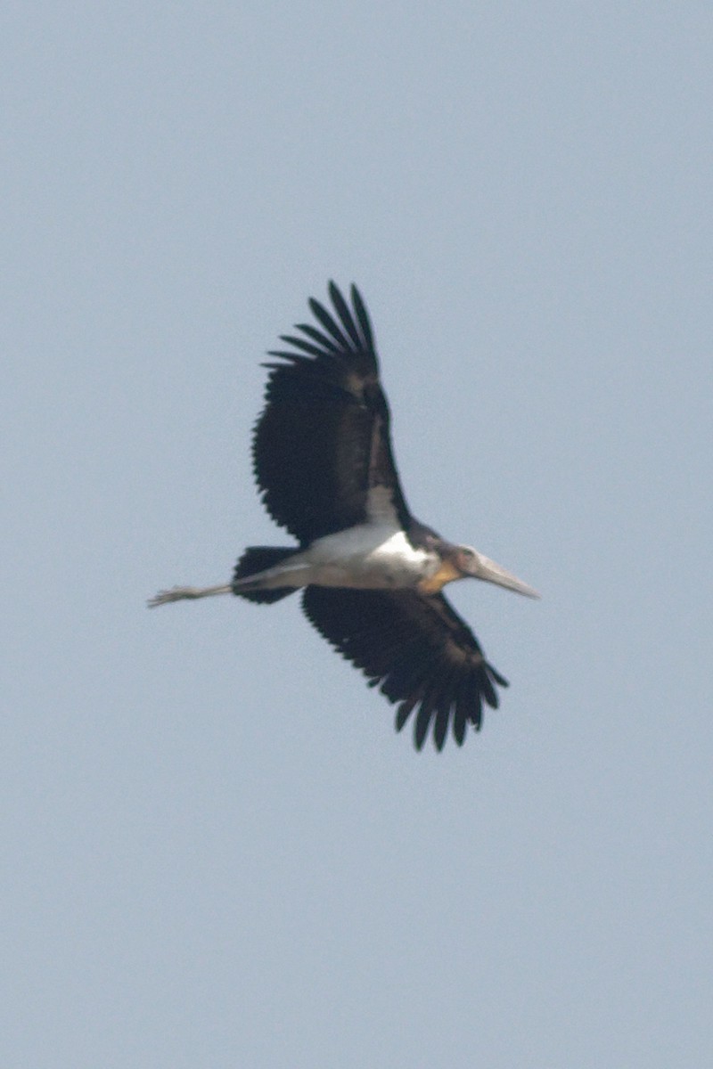 Lesser Adjutant - Able Lawrence