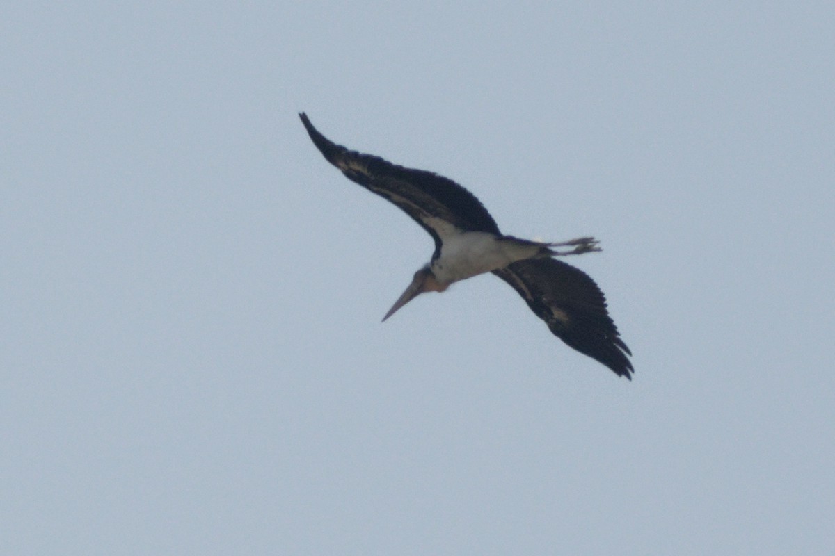 Lesser Adjutant - Able Lawrence