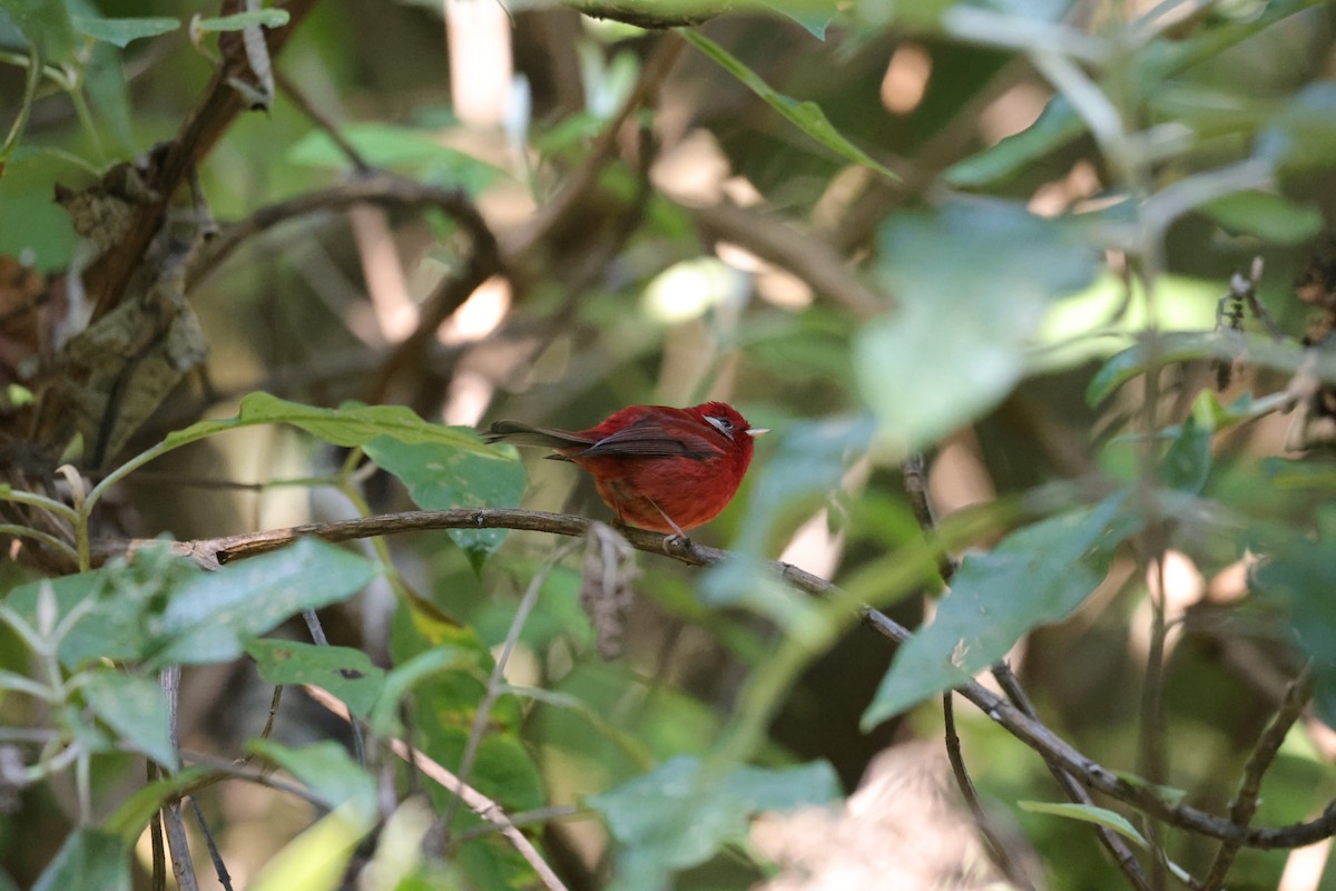 Red Warbler - ML612194017