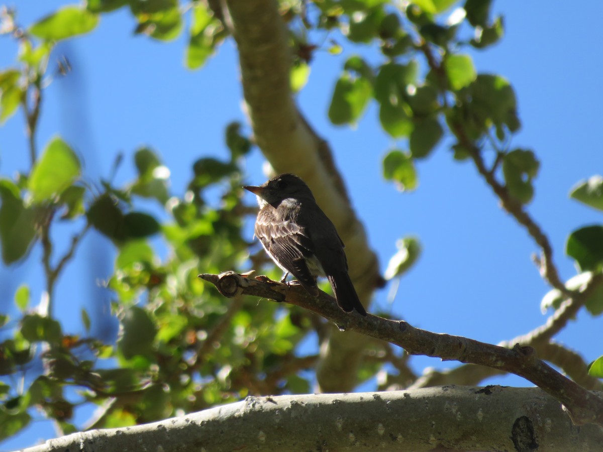 Western Wood-Pewee - ML612194096