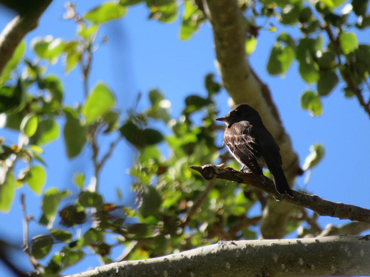 Western Wood-Pewee - ML612194097