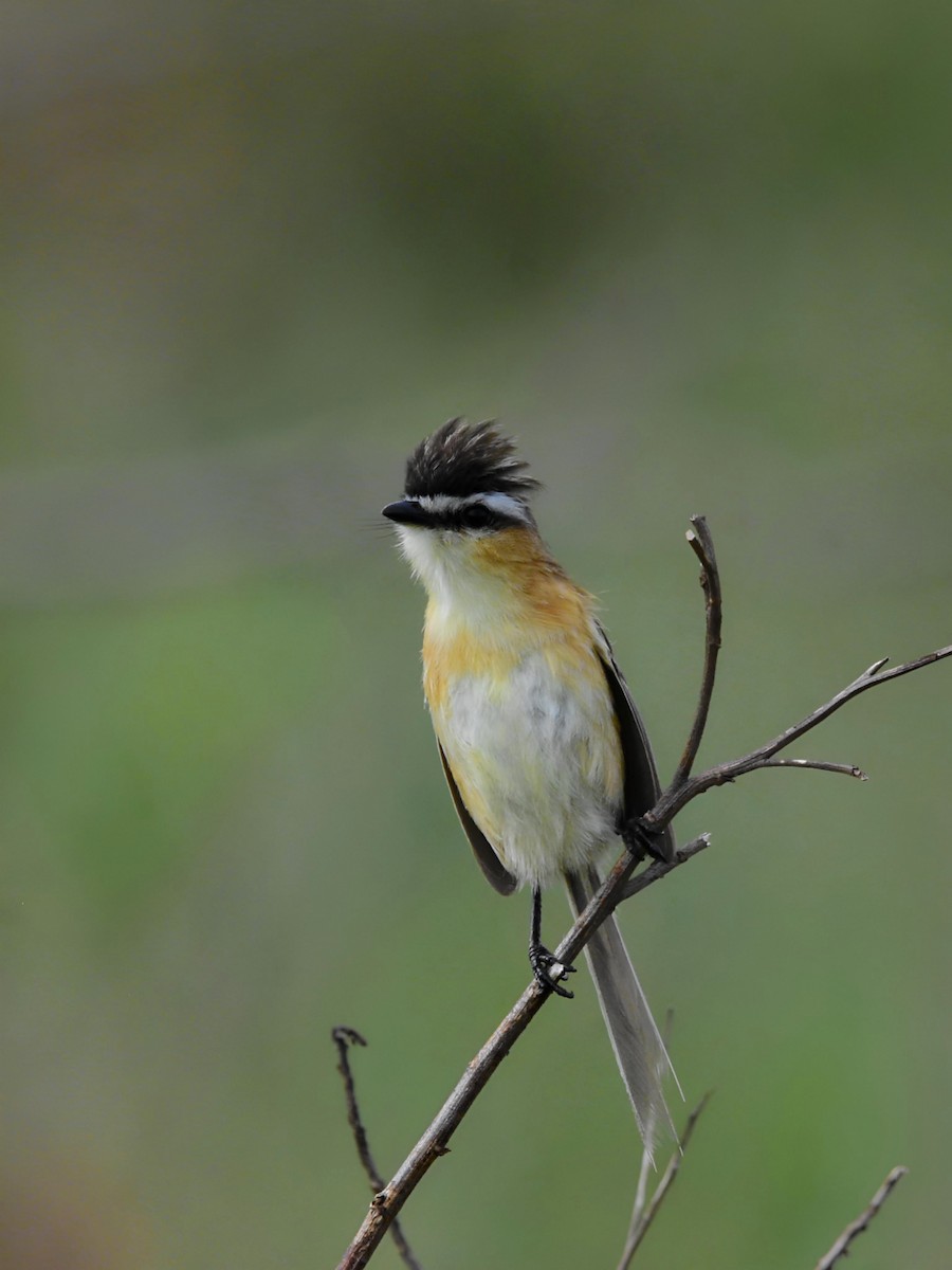 Sharp-tailed Tyrant - Pedro Rocha