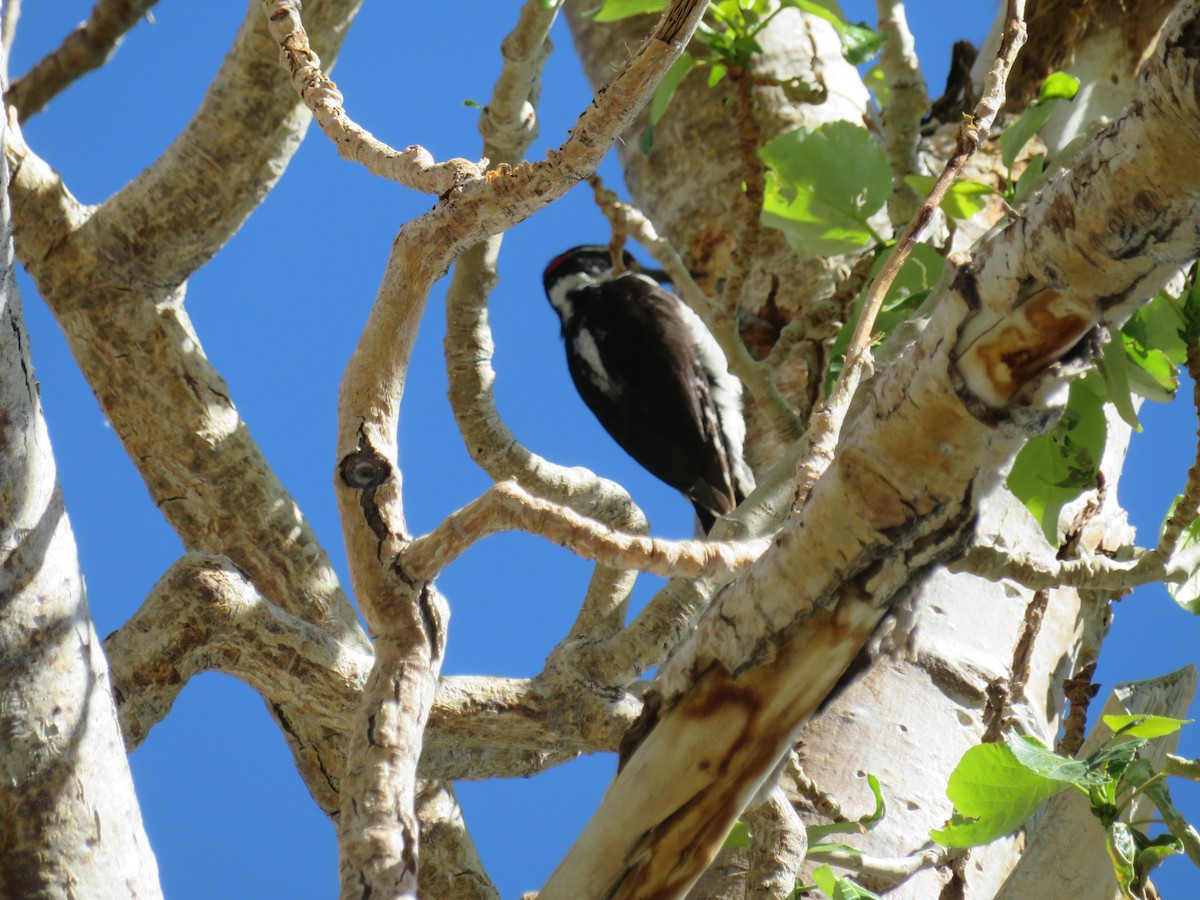 Hairy Woodpecker - ML612194109