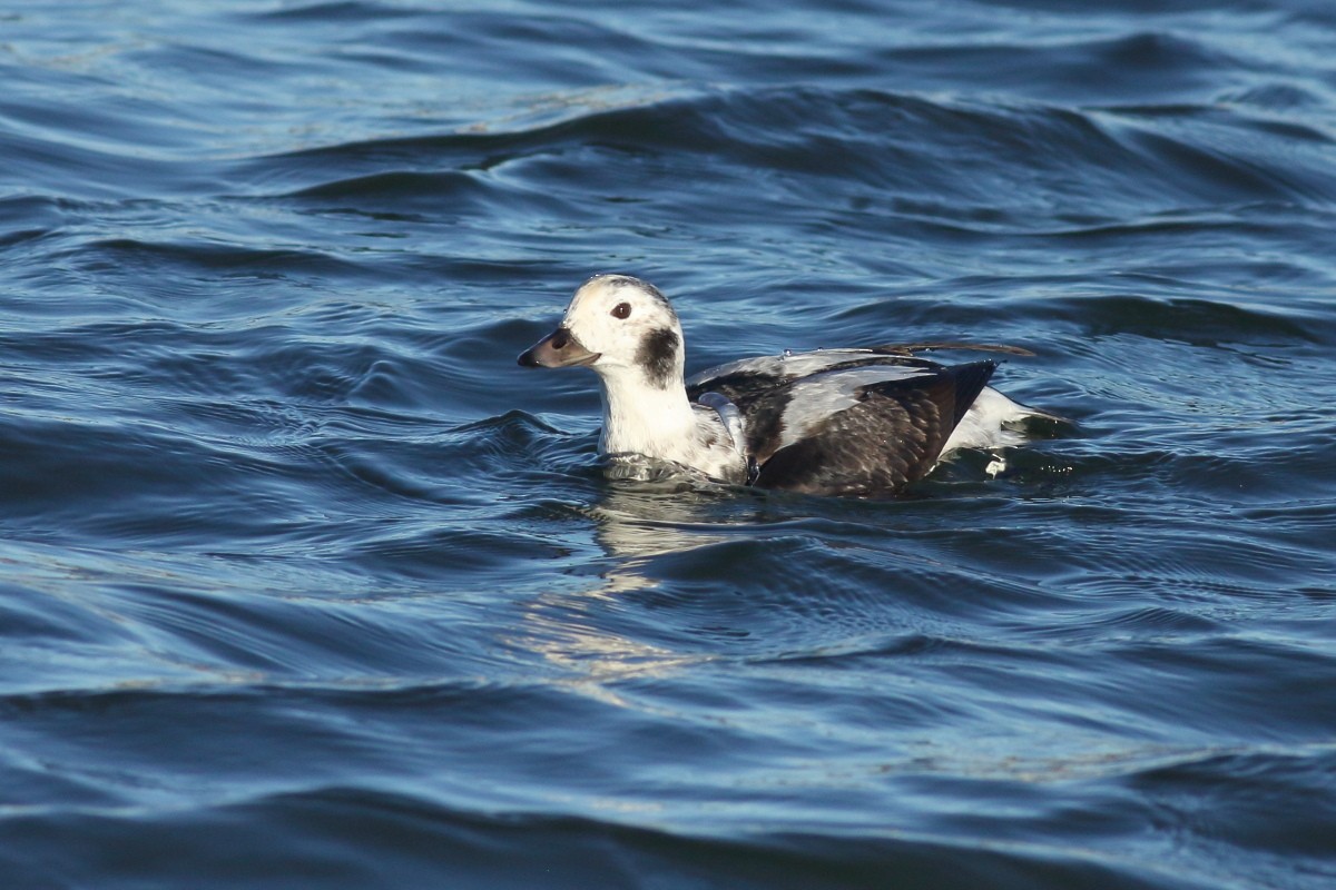 Long-tailed Duck - ML612194127