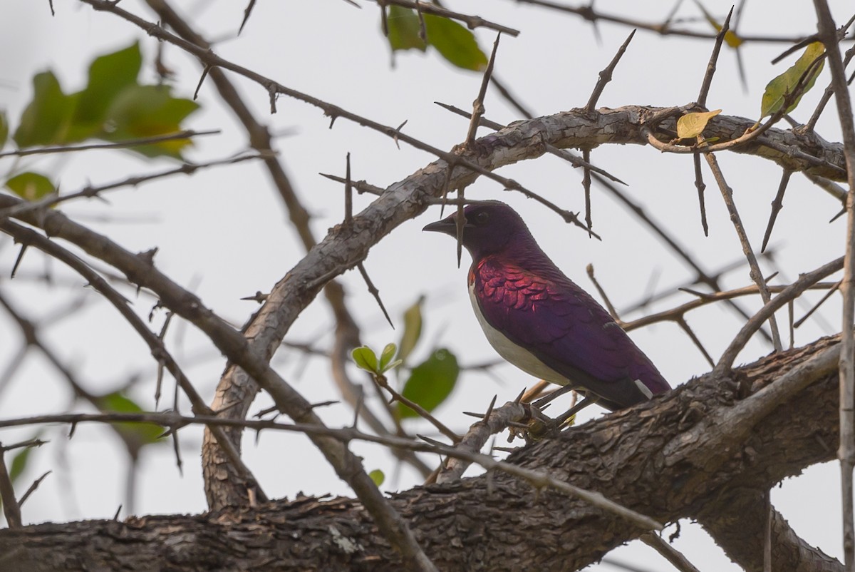 Violet-backed Starling - ML612194155