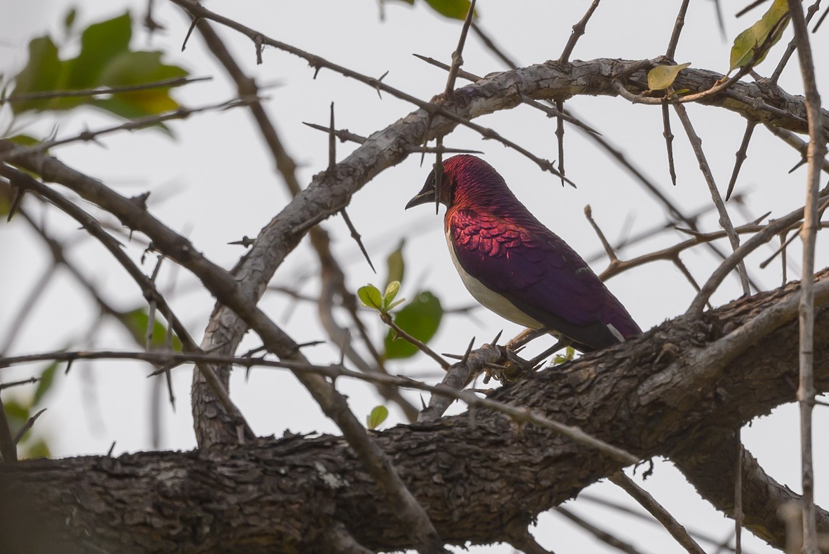Violet-backed Starling - ML612194156