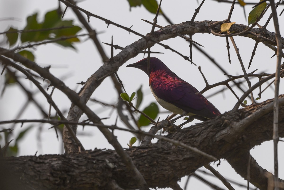 Violet-backed Starling - ML612194157